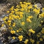 Helichrysum saxatileFlower