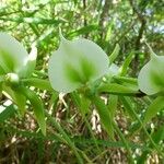 Angraecum eburneum Цвят