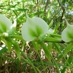 Angraecum eburneum Flower