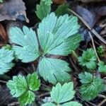 Ranunculus tuberosus Folha