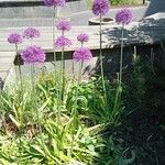 Allium nigrum Blomma