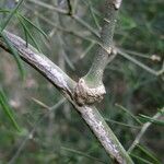 Asparagus plocamoides Mosusu