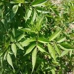Bidens frondosa Folha