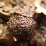 Asplenium africanum Other
