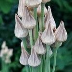 Allium siculum Fruit