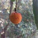 Arbutus unedoПлод