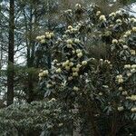 Rhododendron macabeanum Yeri