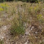 Retama raetam Plante entière