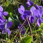Viola hirta Virág
