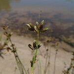 Fuirena stricta Flower