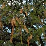 Albizia harveyi Плод