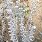 Achillea maritima Folha