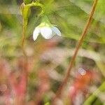 Drosera × obovata