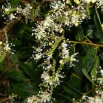 Copaifera aromatica Floare