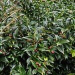 Sarcococca confusa Habitus