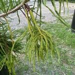 Cryptomeria japonica পাতা