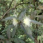 Syzygium jambos Floare