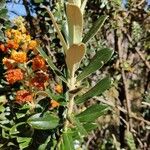 Buddleja marrubiifolia Liść
