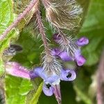 Trachystemon orientalis Hábitos