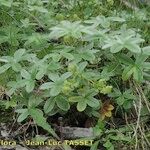 Alchemilla amphisericea आदत