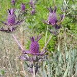 Eryngium leavenworthii Λουλούδι