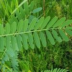 Sesbania herbacea Leaf