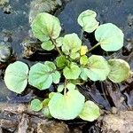 Nasturtium officinale Blad