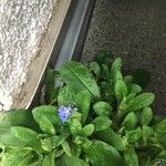 Myosotis latifolia Flower