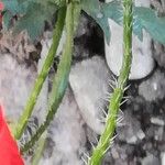 Papaver setiferum Kabuk