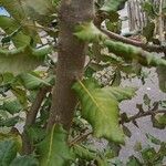 Quercus faginea Leaf