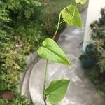 Aristolochia altissima Leaf