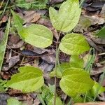 Clematis vitalba Leaf