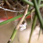 Afropectinariella subulata Floro