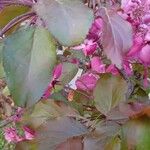 Malus × floribunda Feuille