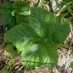 Rubus chamaemorus Folio