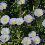 Convolvulus meonanthus Plante entière