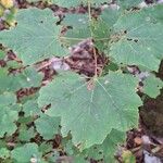 Acer opalusLeaf