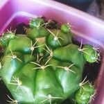 Gymnocalycium anisitsii Кветка