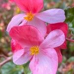 Begonia cucullata Blüte