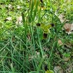 Iris tuberosa Blüte