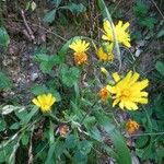 Hieracium amplexicaule പുഷ്പം