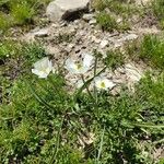 Ranunculus kuepferi Flor