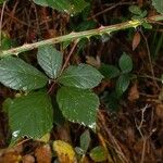 Rubus questieri 葉