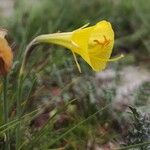 Narcissus bulbocodium Flower