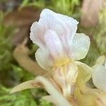 Epipogium aphyllum Blüte