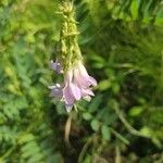 Galega officinalisFlower