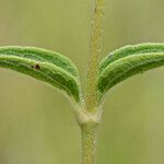 Helianthus occidentalis Leaf