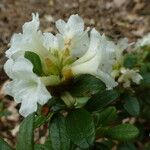 Rhododendron sargentianum Квітка