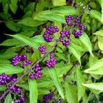 Callicarpa americana ഫലം