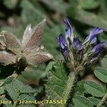 Astragalus stella Other